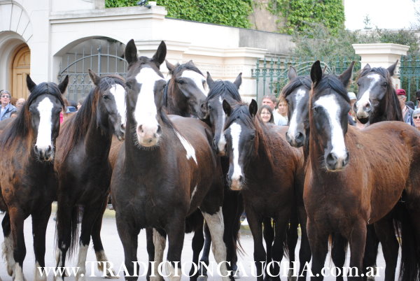 Dia Nacional del Caballo