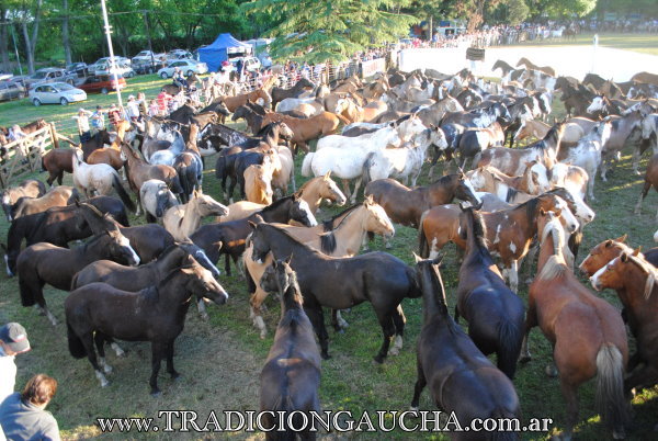Dia Nacional del Caballo