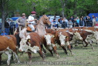 43 Fiesta del Caballo