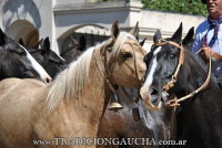 43 Fiesta del Caballo