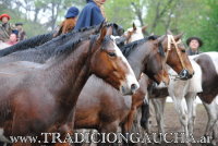 Fiesta Nacional del Caballo 2022