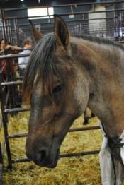 Caballos - Stands y Más