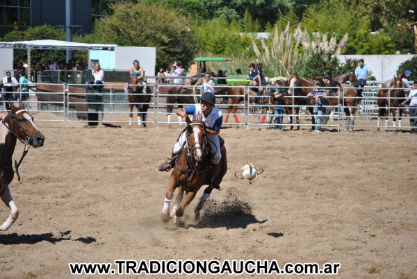 Nuestros Caballos 2013