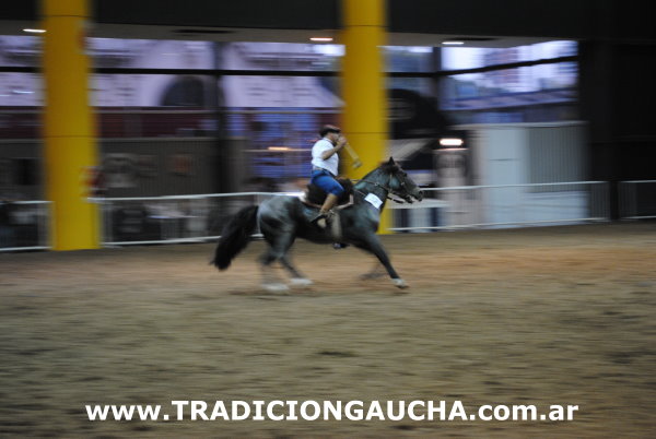 Nuestros Caballos 2014