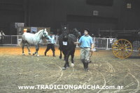 Nuestros Caballos 2014