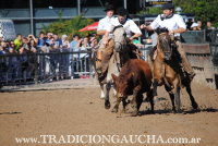 Nuestros Caballos 2016