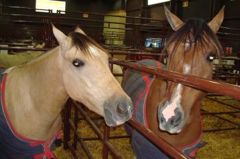 Caballos Criollos