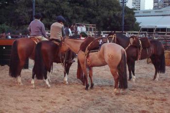 Nuestros Caballos 2010