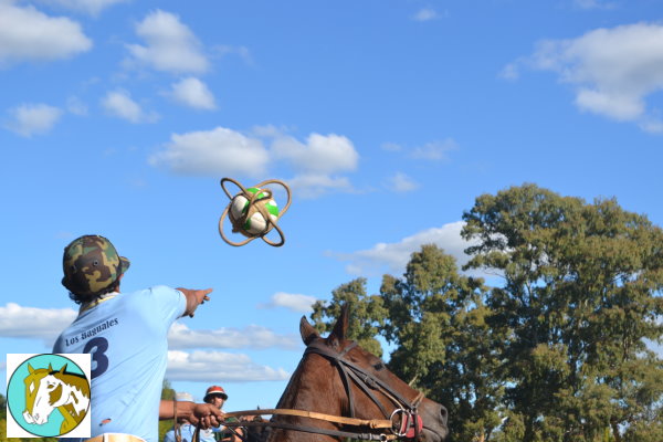 Pato en Los Baguales