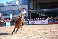 Caballos de Trabajo