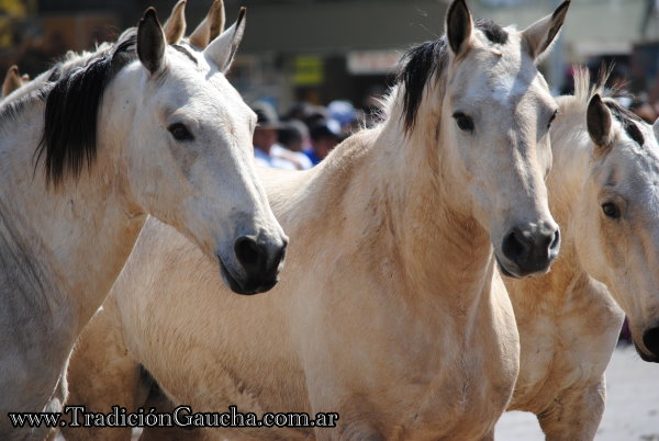 Dia Nacional del Caballo